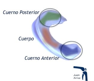 Partes del menisco